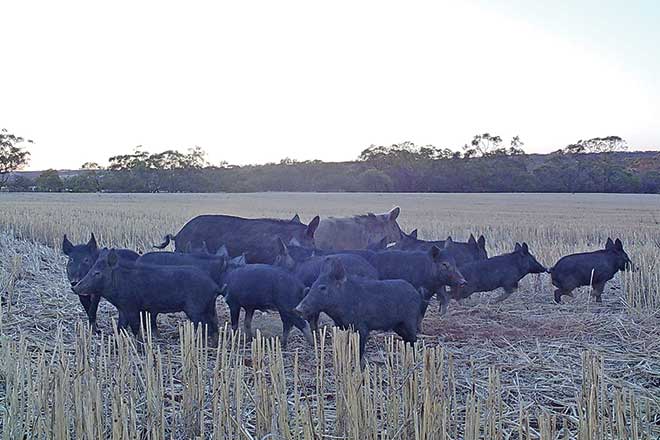 Feral Pigs Cause 62 Million In Losses Australian Pork Newspaper